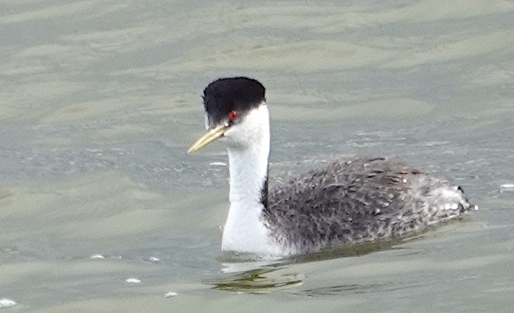 Western Grebe - ML618421729