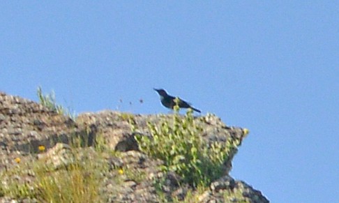 Blue Rock-Thrush - Bill Telfair