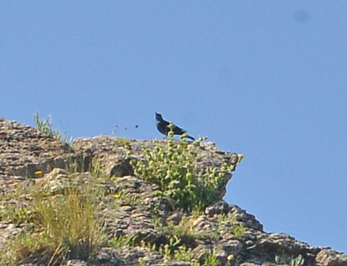 Blue Rock-Thrush - ML618421743