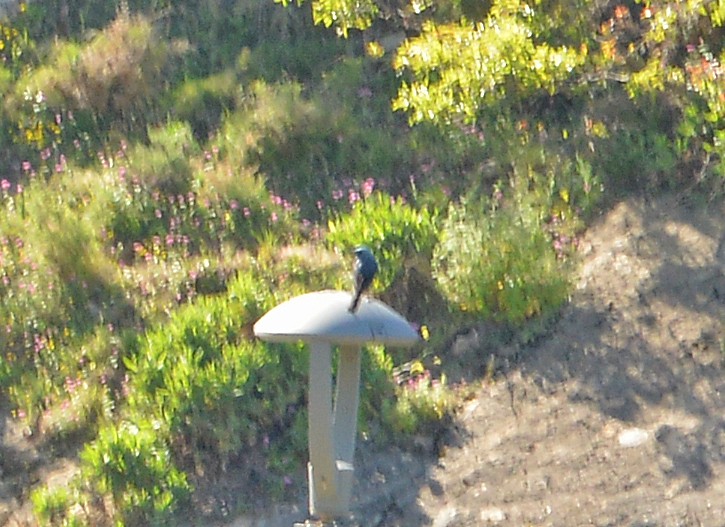 Blue Rock-Thrush - ML618421744