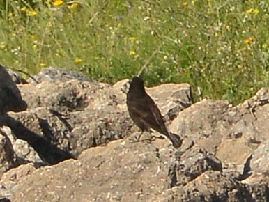 Black Wheatear - ML618421754