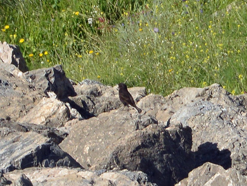 Black Wheatear - ML618421755