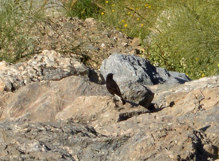 Black Wheatear - ML618421756