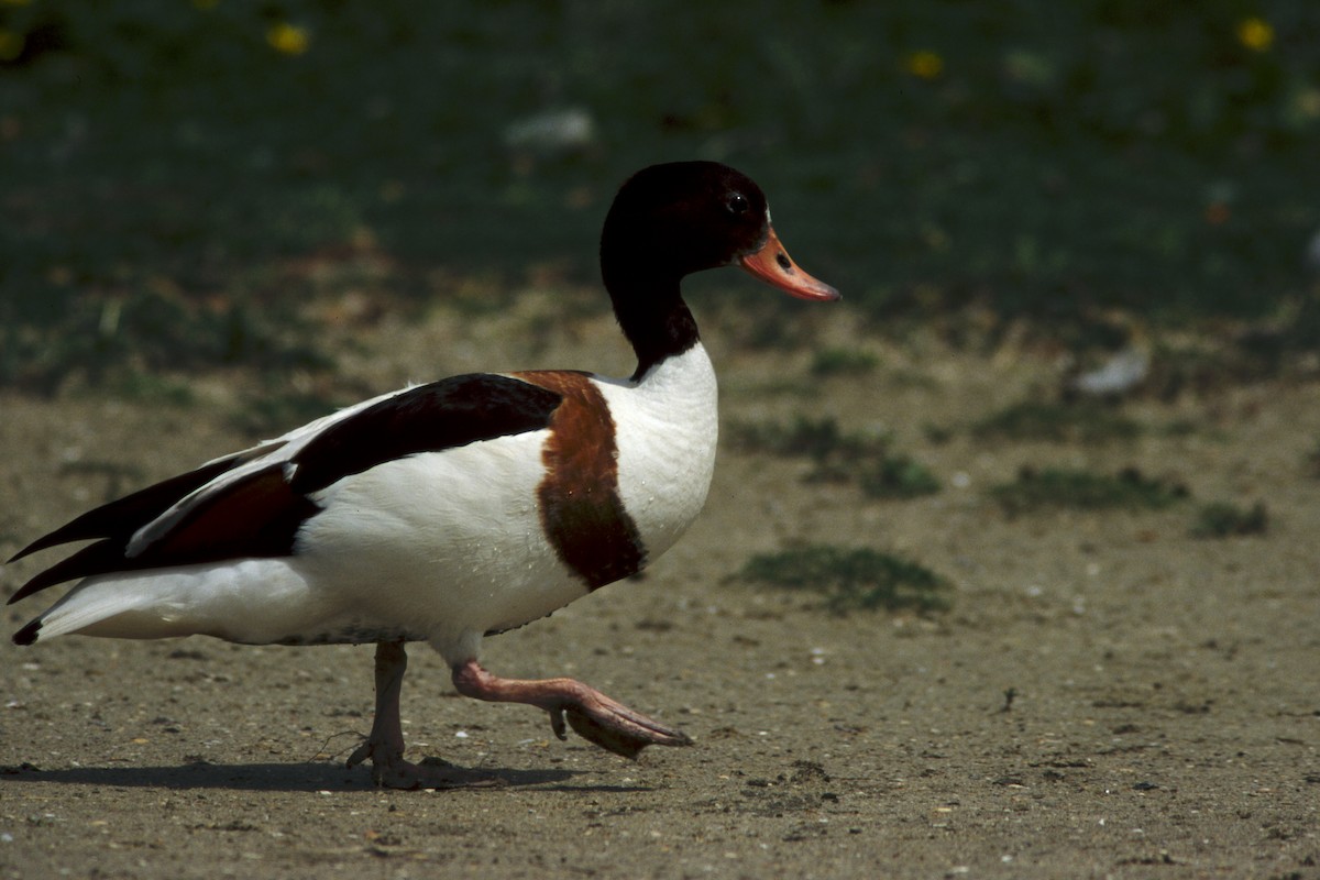 Common Shelduck - ML618421763