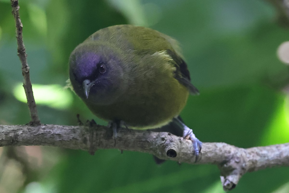 New Zealand Bellbird - Fabio Olmos