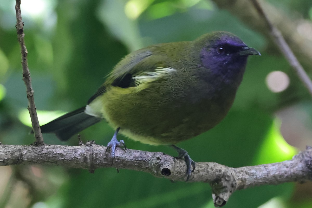 New Zealand Bellbird - Fabio Olmos