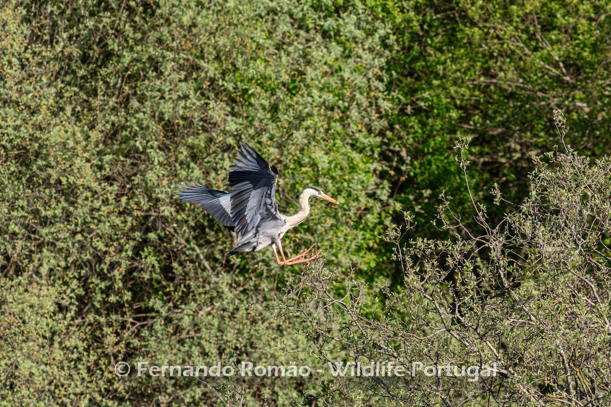 Gray Heron - ML618421768