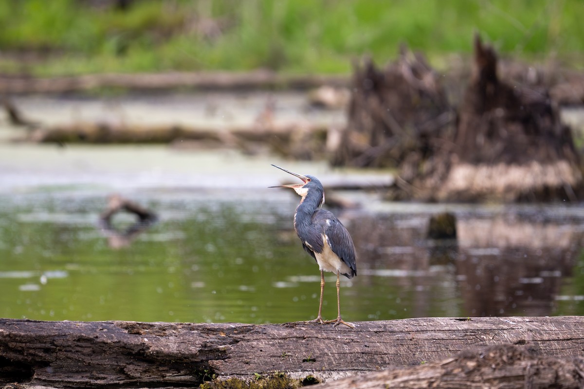 Tricolored Heron - Adelyn Flowers