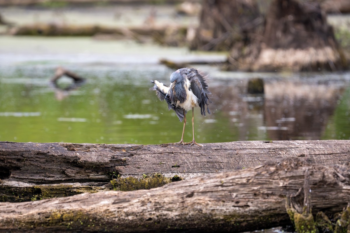 Tricolored Heron - ML618421780