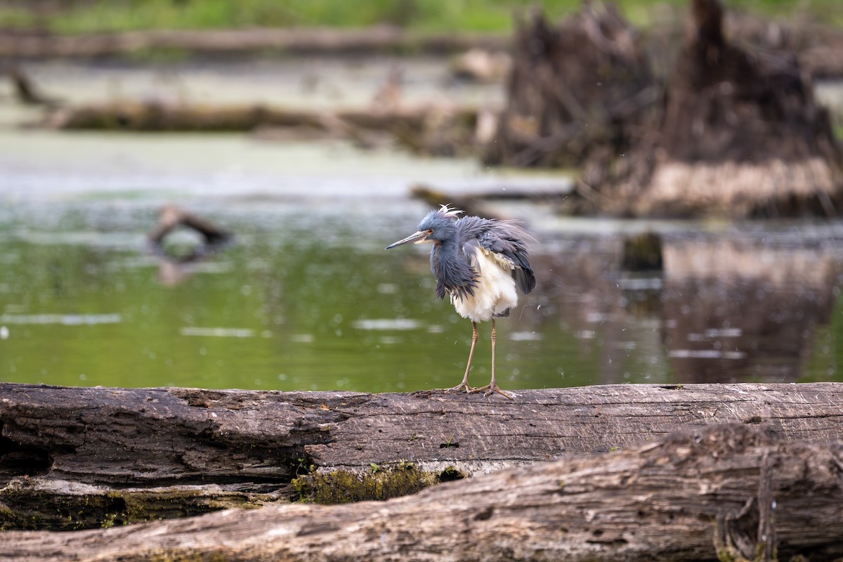 Tricolored Heron - ML618421782