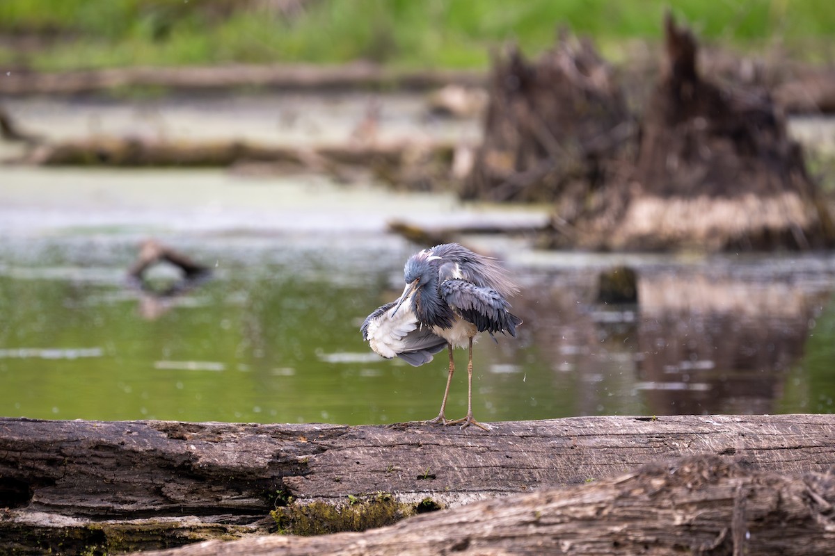 Tricolored Heron - ML618421783