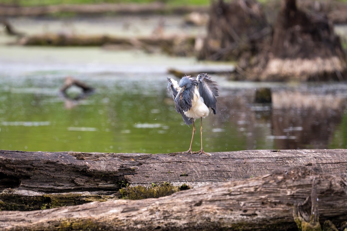 Tricolored Heron - ML618421784