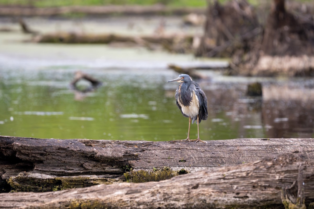 Tricolored Heron - ML618421785