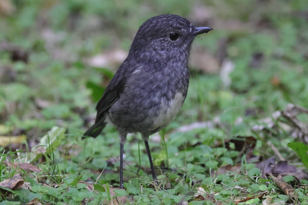 North Island Robin - Fabio Olmos