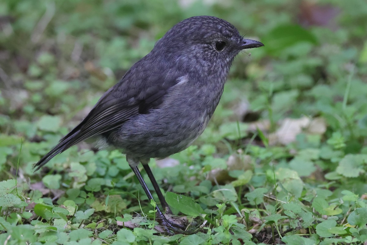 North Island Robin - ML618421804