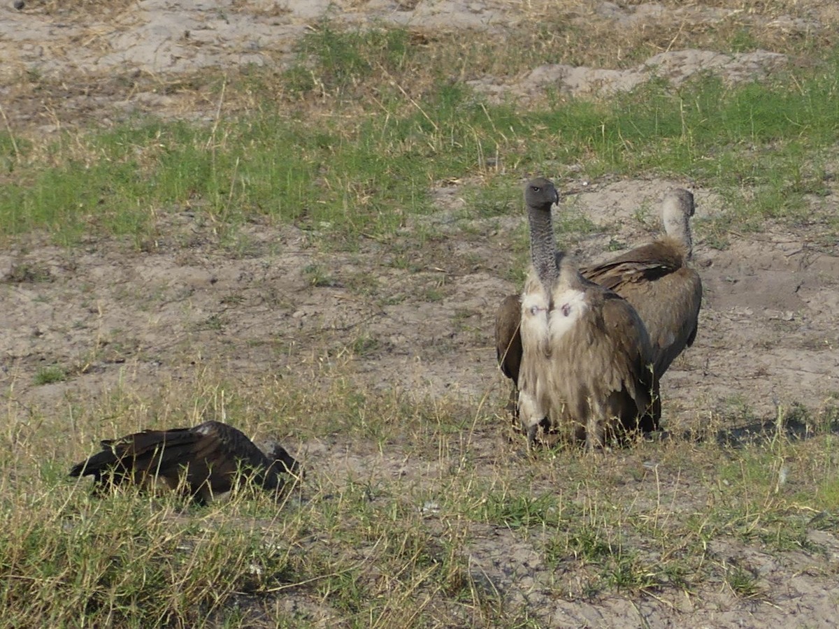 White-backed Vulture - Robin Conway