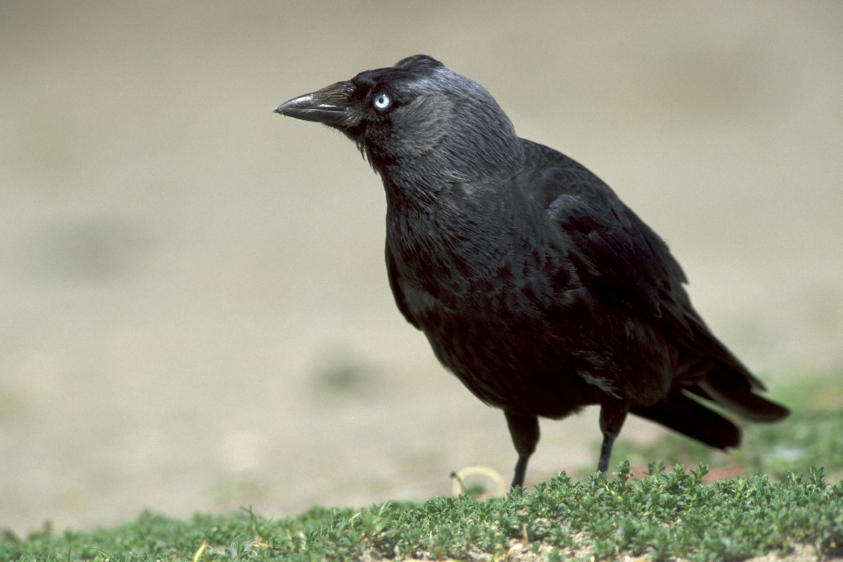 Eurasian Jackdaw - ML618421816