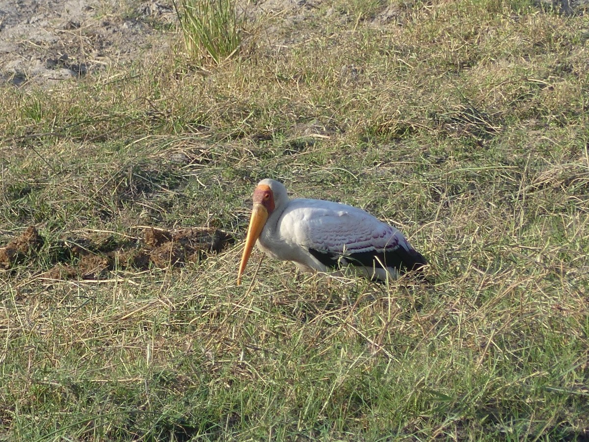 Yellow-billed Stork - ML618421826