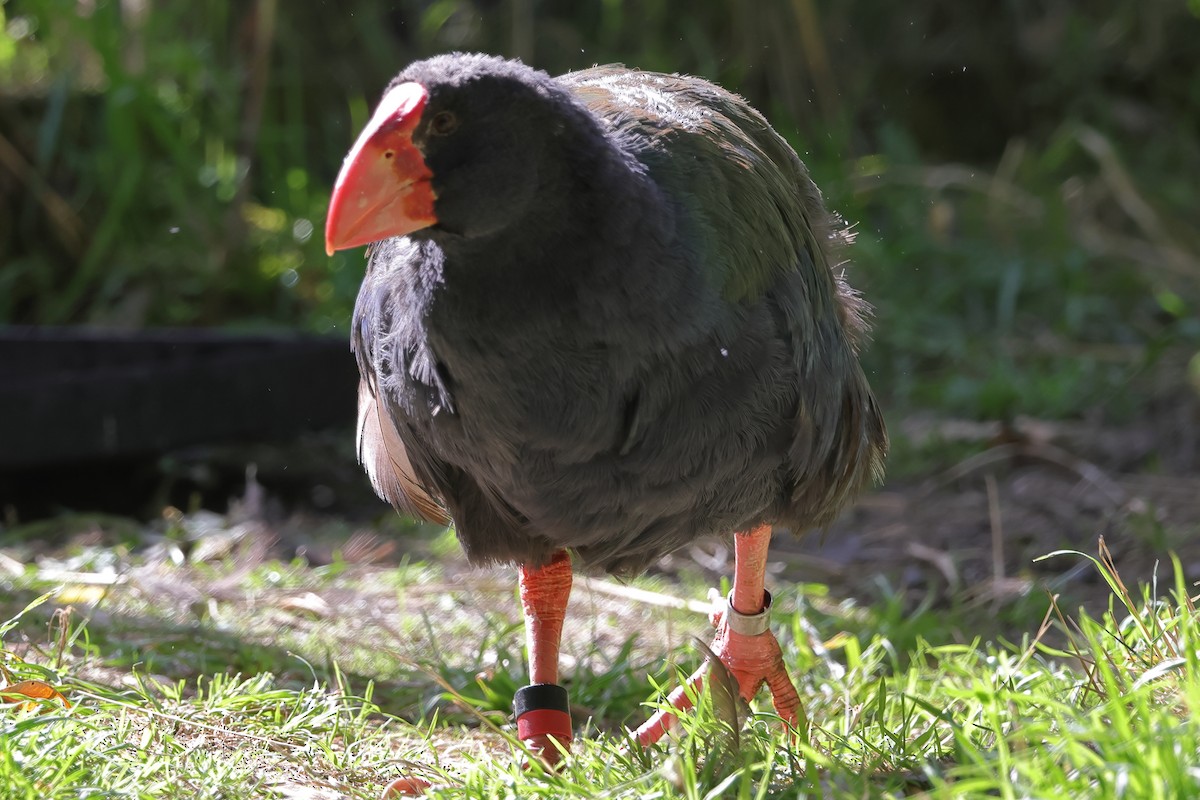 South Island Takahe - ML618421827