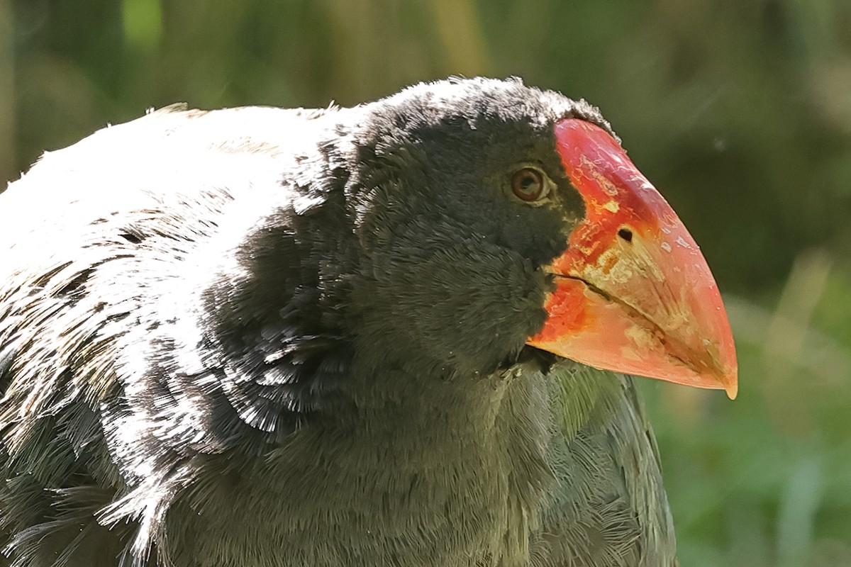 Calamón Takahe - ML618421830