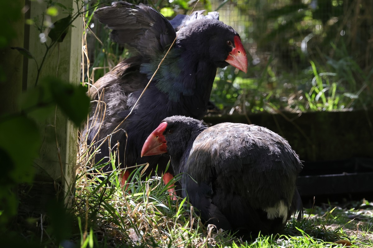 South Island Takahe - ML618421832