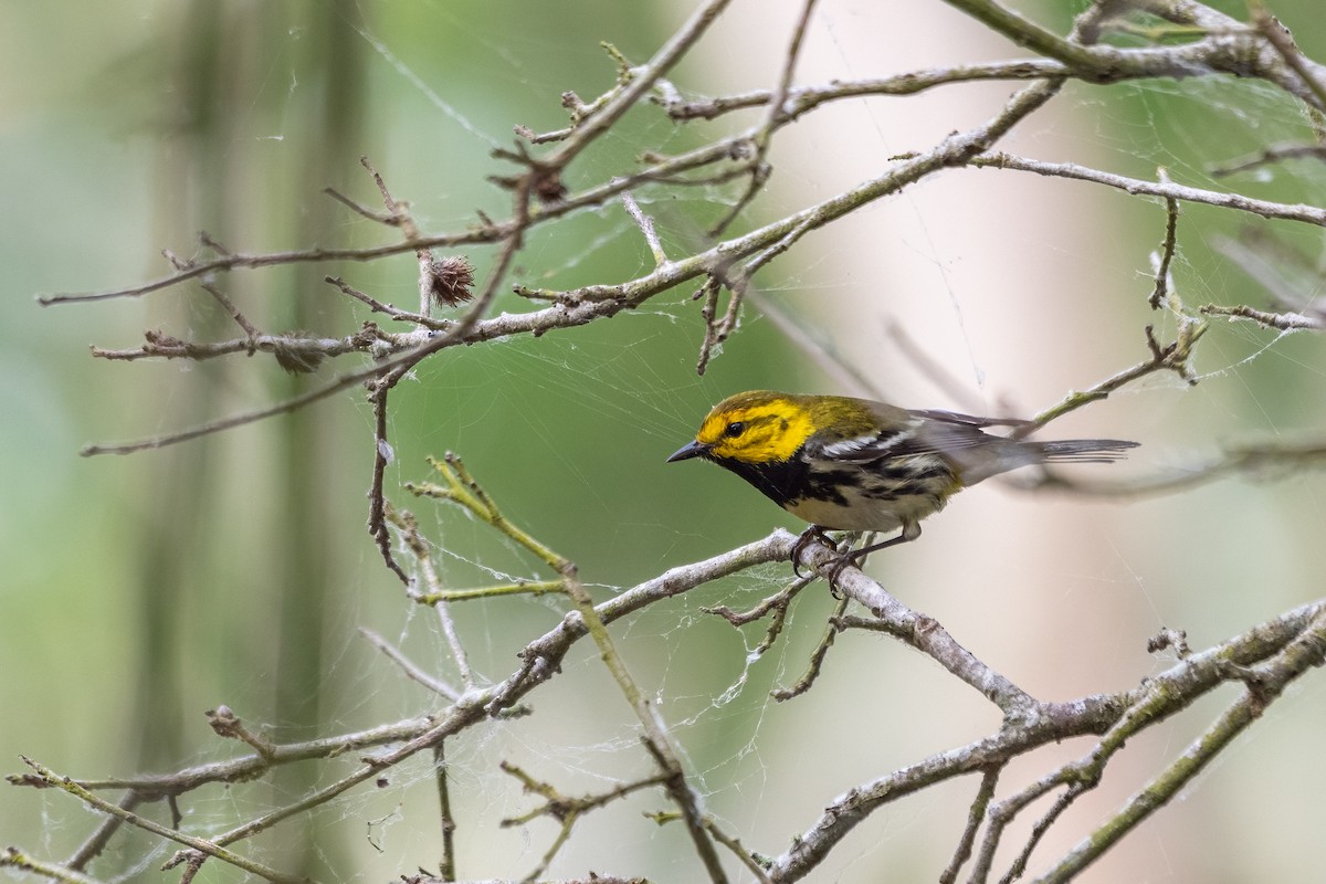 Black-throated Green Warbler - ML618421839