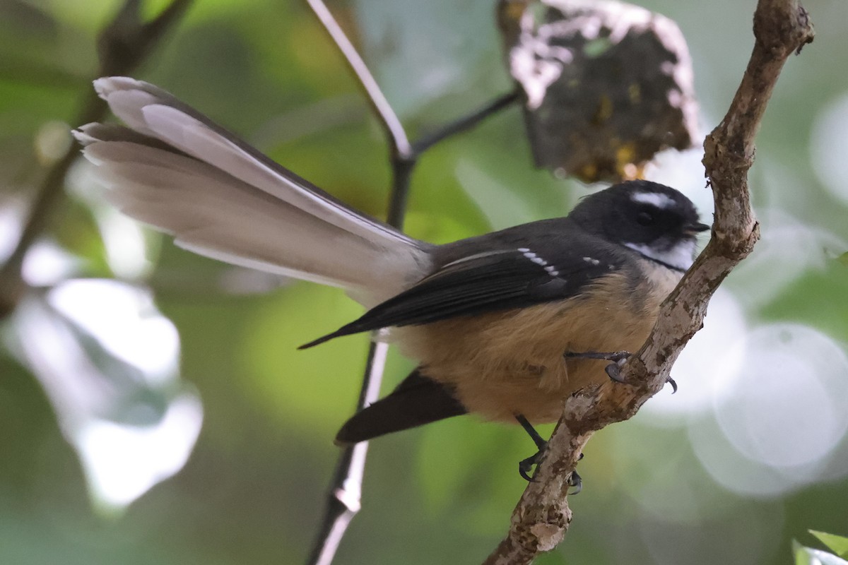 New Zealand Fantail - ML618421840