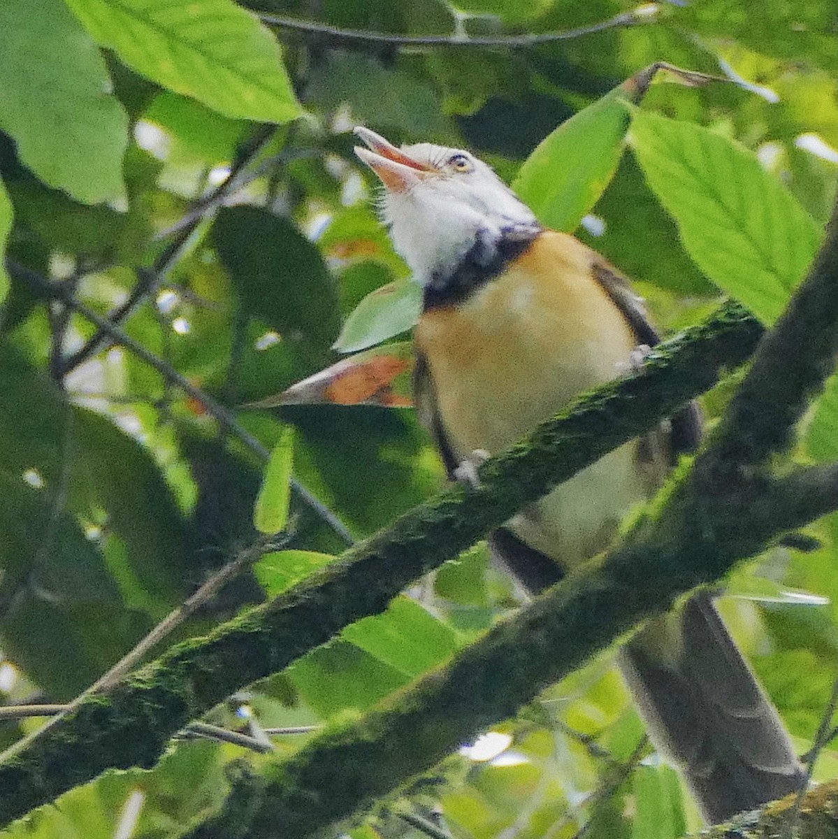 Collared Babbler - Heinrich Schiess