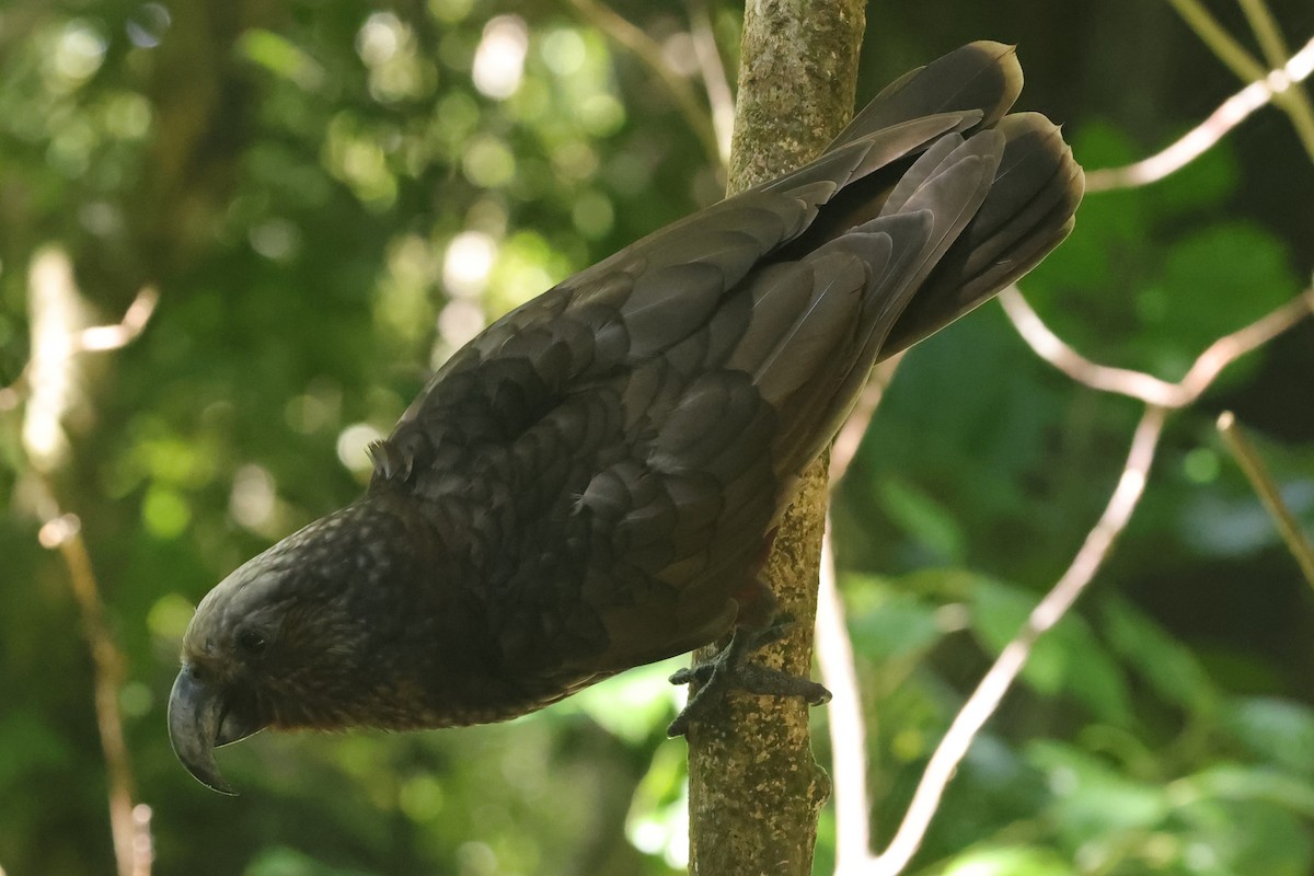 New Zealand Kaka - ML618421844