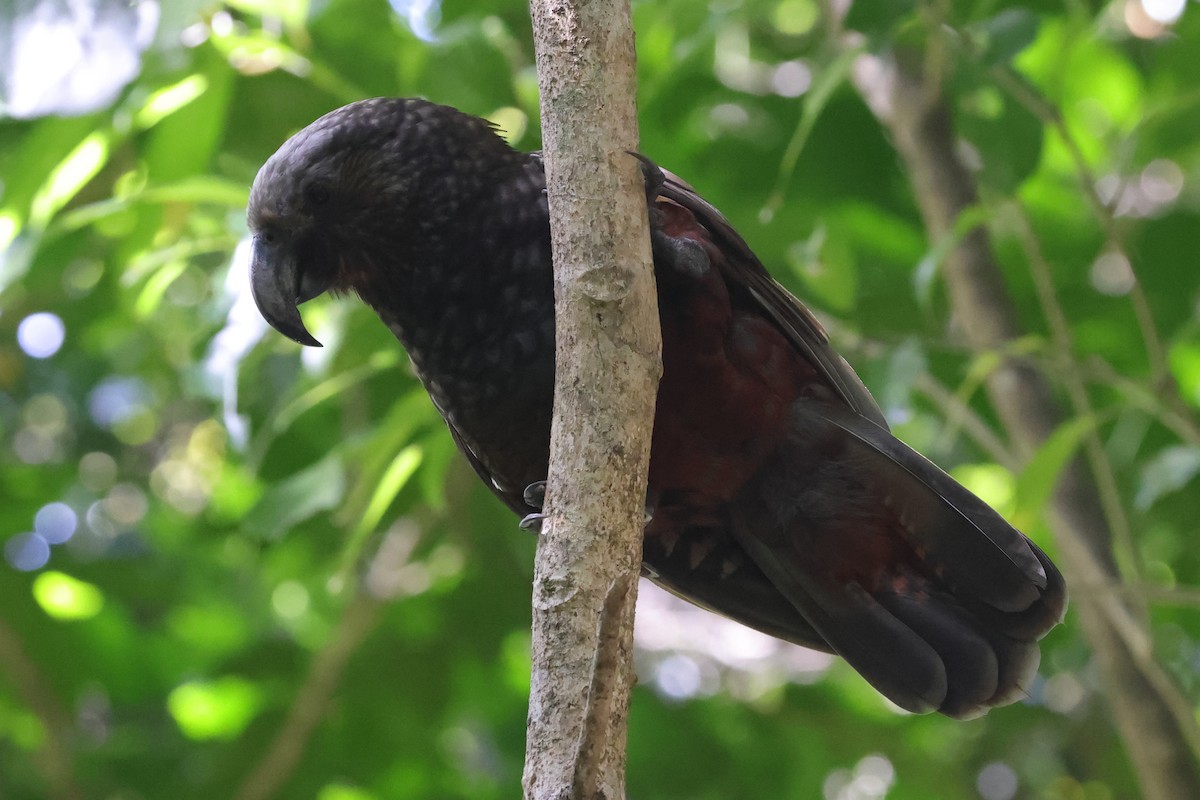 New Zealand Kaka - ML618421845