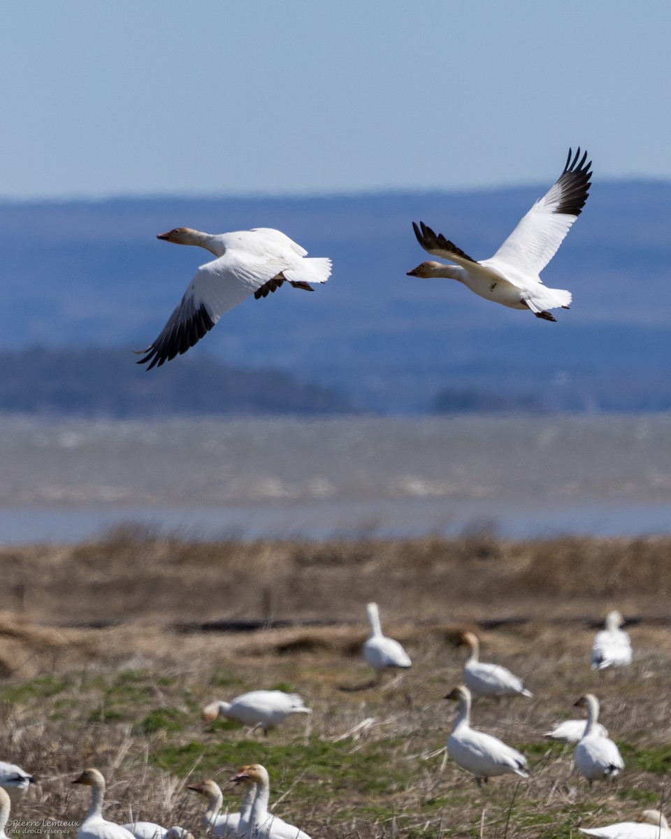 Snow Goose - ML618421848