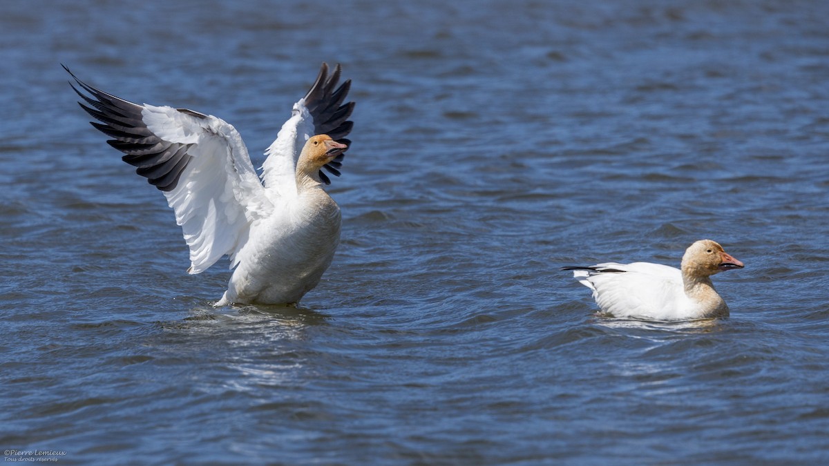 Snow Goose - ML618421849