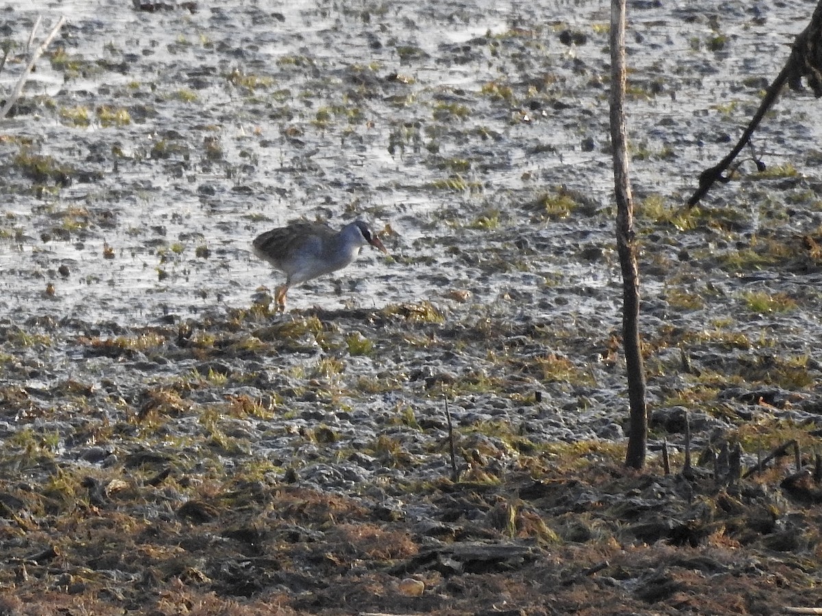 White-browed Crake - ML618421855