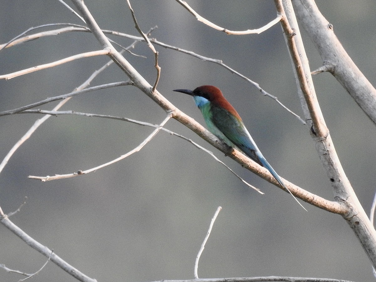Blue-throated Bee-eater - ML618421889