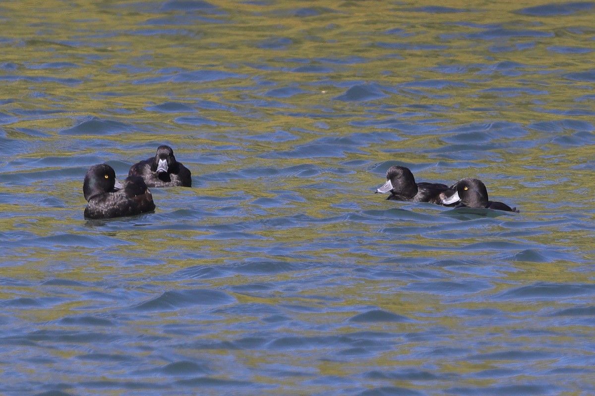 New Zealand Scaup - Fabio Olmos