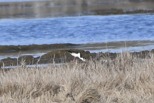 Black-necked Stilt - Brett Hillman