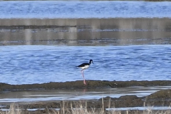 Black-necked Stilt - Brett Hillman