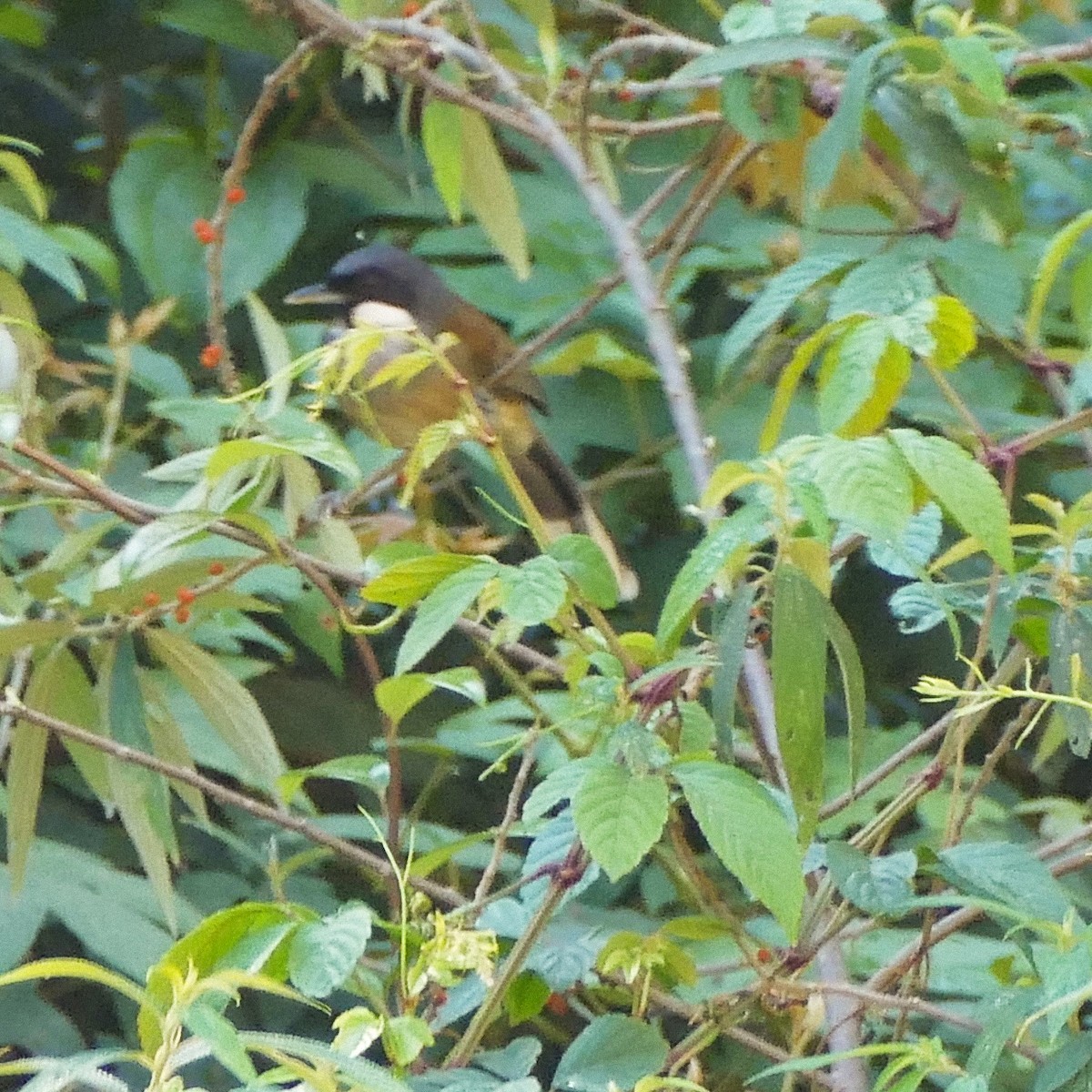 White-cheeked Laughingthrush - ML618421920