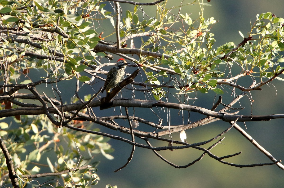 Cardinal Woodpecker - ML618421924