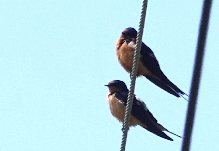 Golondrina Común - ML618421929