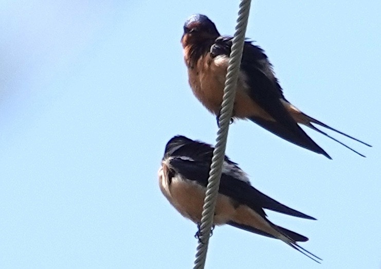 Golondrina Común - ML618421930