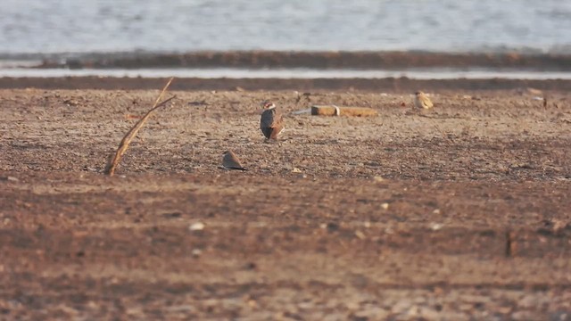 Amur Falcon - ML618421934