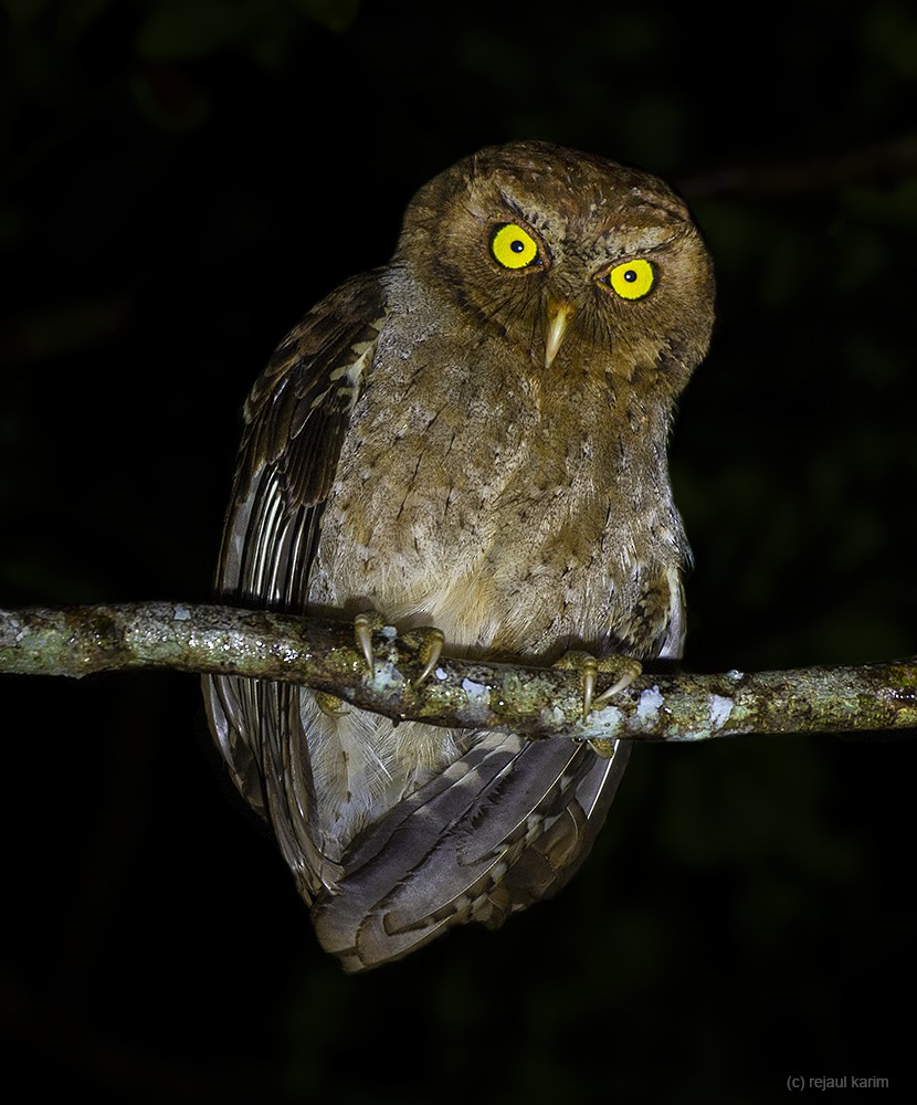 Andaman Scops-Owl - Rejaul Karim
