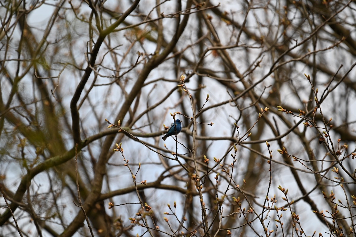 Indigo Bunting - Julia McGilliard