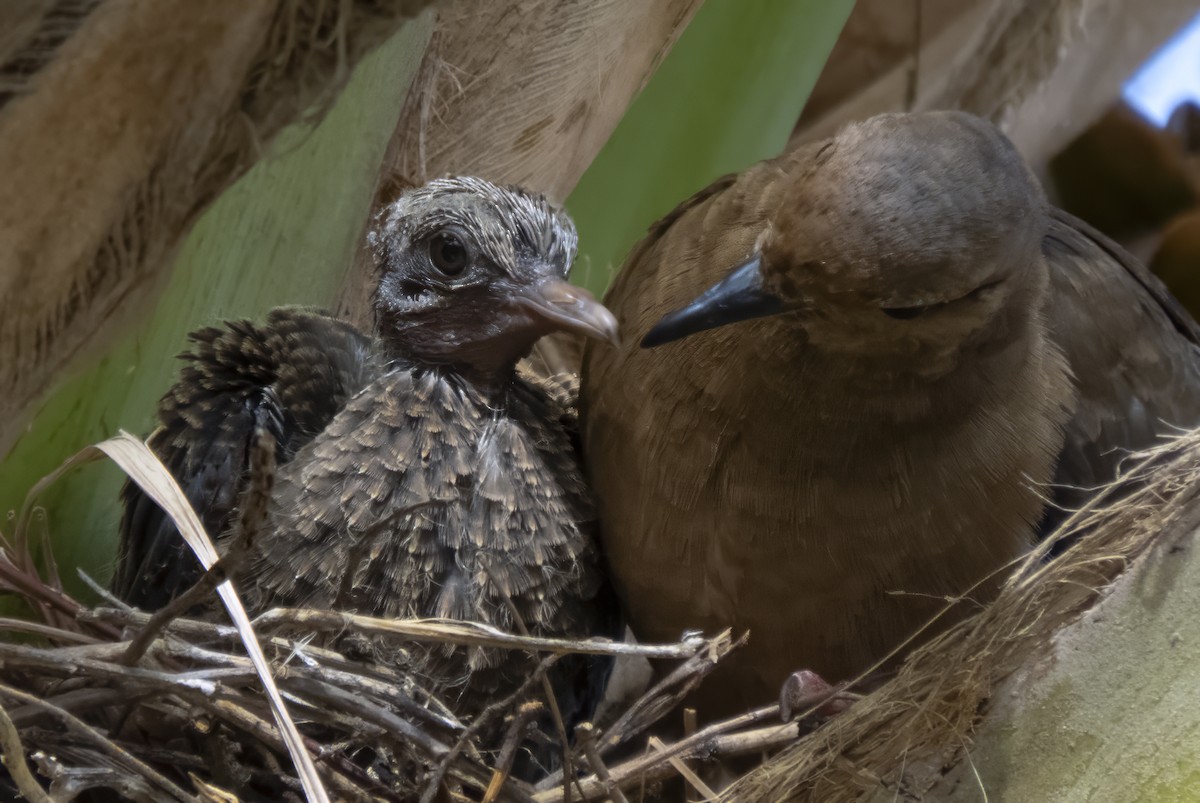 Eared Dove - Susan Davis