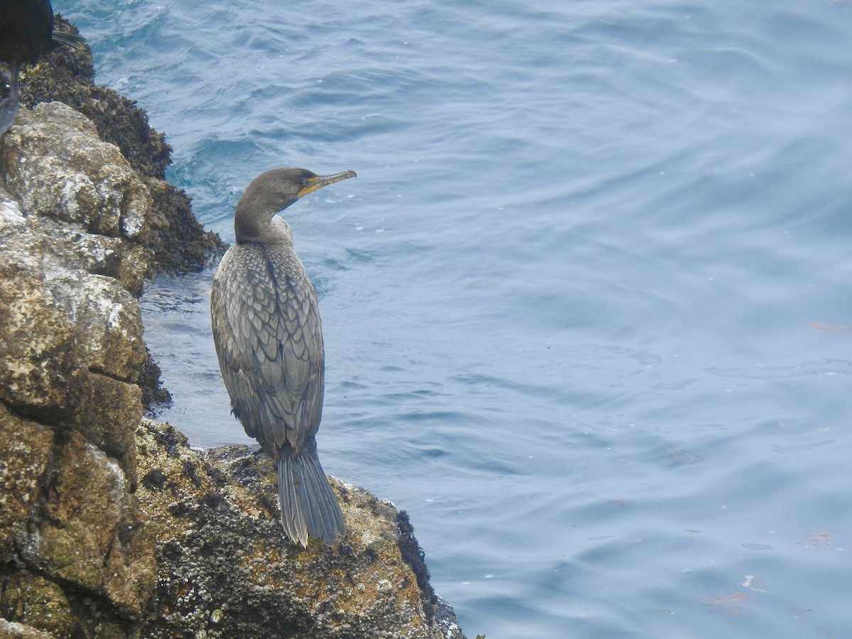 Double-crested Cormorant - ML618422037