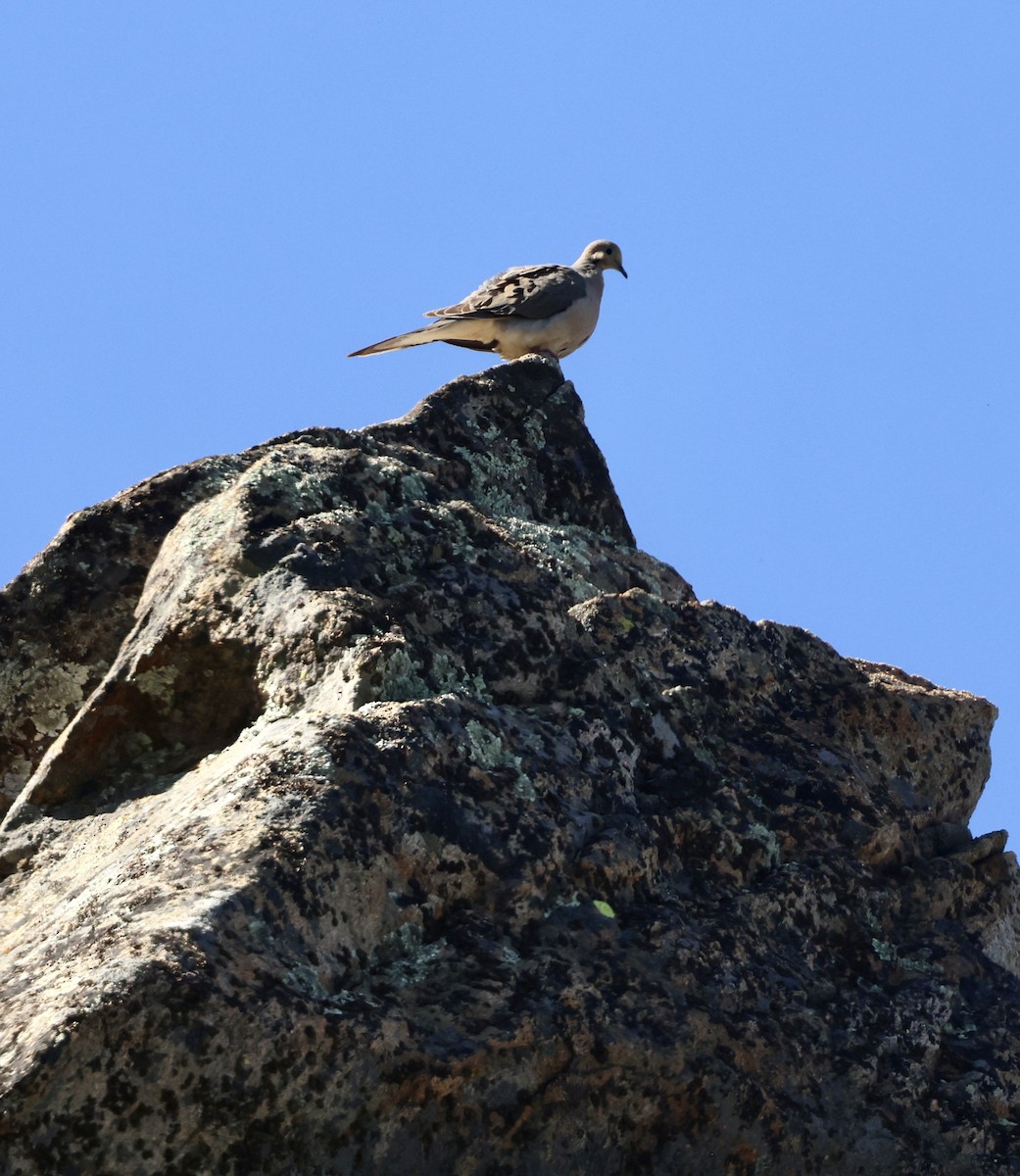 Mourning Dove - Carolyn Thiele