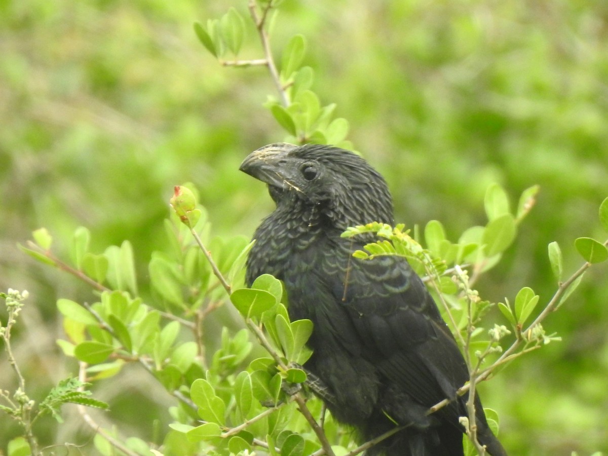 Groove-billed Ani - T B