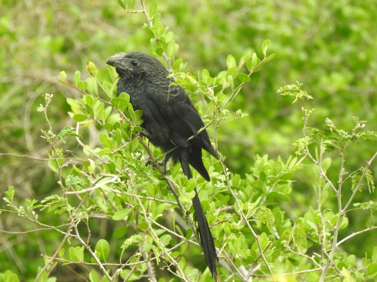 Groove-billed Ani - ML618422155