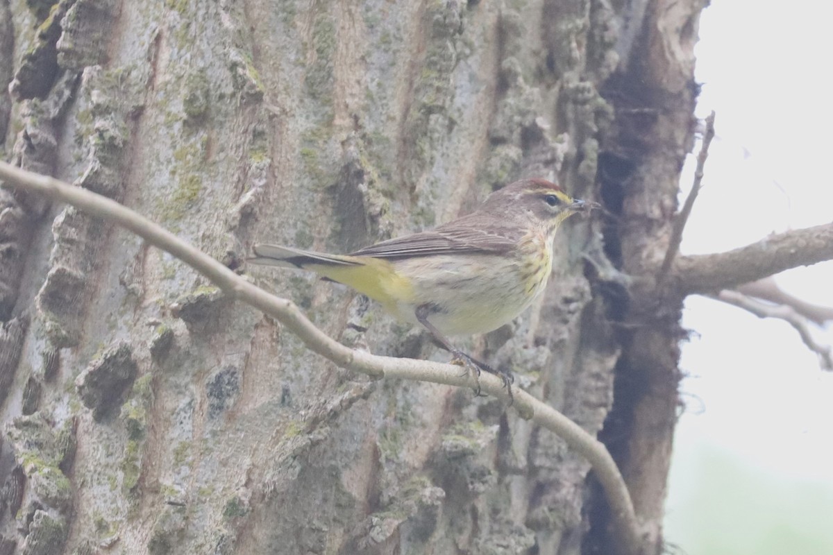 Palm Warbler - ML618422181